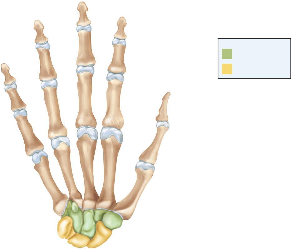 The Right Wrist and Hand Distal phalanx II Middle phalanx II Key to carpal bones Distal row Proximal row Proximal phalanx II Head IV III II Distal phalanx I Phalanges Body Base Head V I Proximal