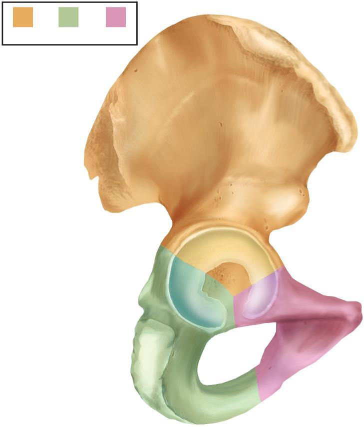 The Pelvic Girdle Three distinct features of hip bone Iliac crest: superior crest of hip Acetabulum: hip socket Obturator foramen: large hole below acetabulum Ilium Ischium Pubis Inferior gluteal