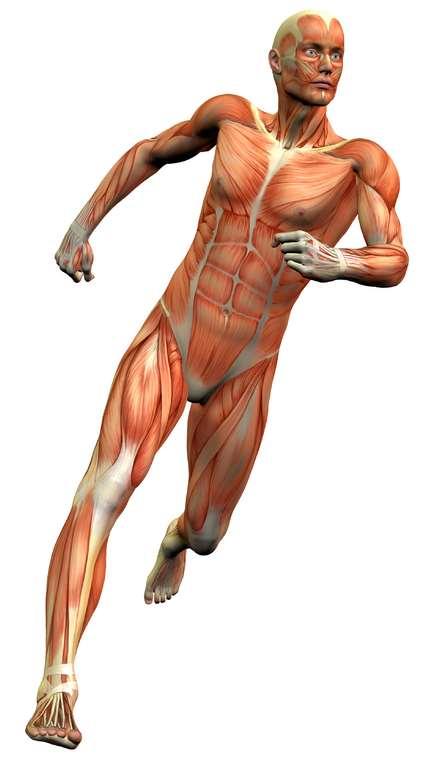 Muscular adaptations Short term: Vasodilation Diversion of blood to the working muscles A temporary pump or increase in muscle size due to circulation Long term: Improved motor fitness