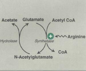 N-Acetylglutamate is synthesized from acetyl CoA and glutamate by N-acetylglutamate synthase. arginine is an activator.