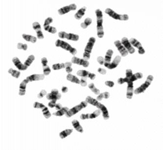 Lab #10: Karyotyping Lab INTRODUCTION A karyotype is a visual display of the number and appearance of all chromosomes from a single somatic cell.