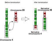 Translocation occurs when part of one chromosome
