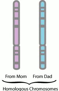How Many Chromosomes Do Humans Have? Humans are diploid (2n) Two of each chromosome, one from each parent.