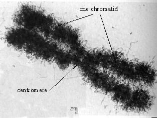 CQ6: Assume that this is one of Caster s chromosomes. This chromosome is composed of two chromatids joined by shared centromeres. A: These chromatids make up a diploid chromosome.