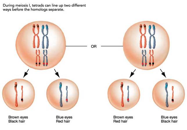 Sources of Genetic Variability in Meiosis Independent Assortment Each pair of homologous chromosomes lines up at