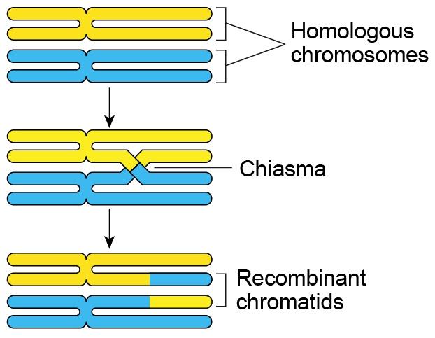 Sources of Genetic Variability in Meiosis Crossing Over During Meiosis When homologous chromosomes pair during Prophase I, non-sister chromatids exchange homologous portions.