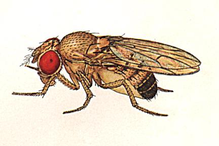 The fruit fly Drosophila melanogaster has been used extensively in genetic research because it is a good experimental organism: small size (2mm) 12 day generation time large
