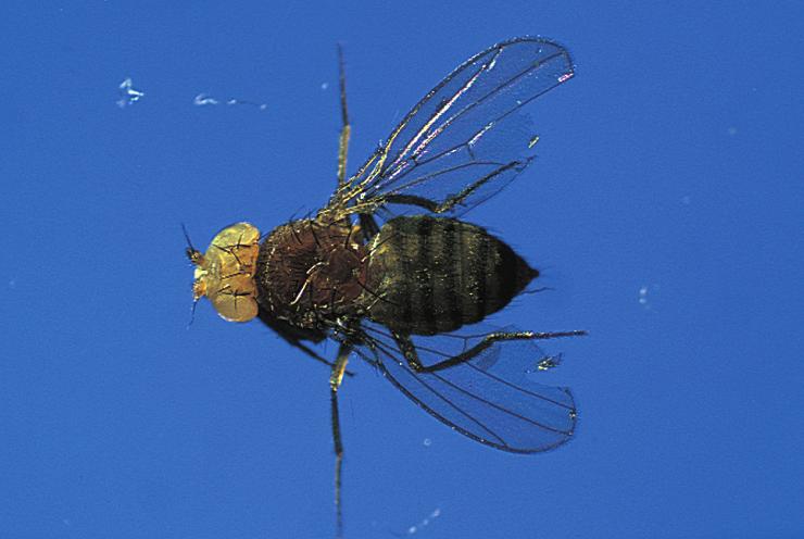 There are several reasons why the fruit fly is an ideal subject for study. First, the fruit fly reproduces rapidly.