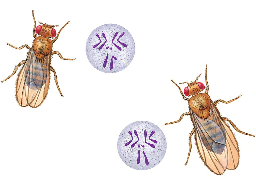 5.3 male autosomes XY female autosomes Previous researchers had stained and microscopically examined the eight chromosomes from the cells of the salivary glands of Drosophila.