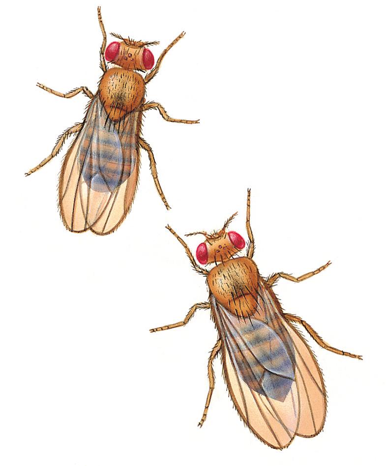 Activity 5.3.1 Sex-Linked Traits in Fruit Flies female Drosophila male Drosophila Figure 6 Drosophila males are smaller and have a rounded abdomen while the larger females have a pointed abdomen.