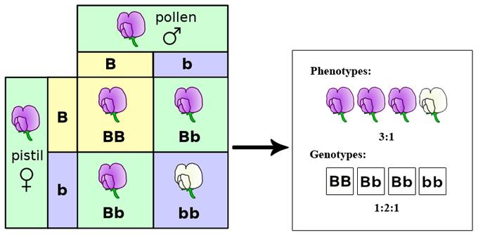 Mendel proposed that the genetic determinants (genes) occur in pairs and are segregated in the gametes.