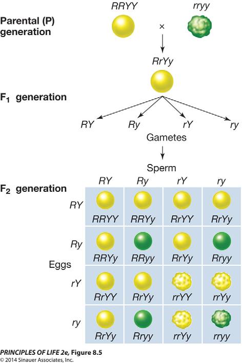 Two possible outcomes of the dihybrid cross: If the alleles were linked, gametes would be RY or ry; F 2 would have three times more round yellow than wrinkled green.