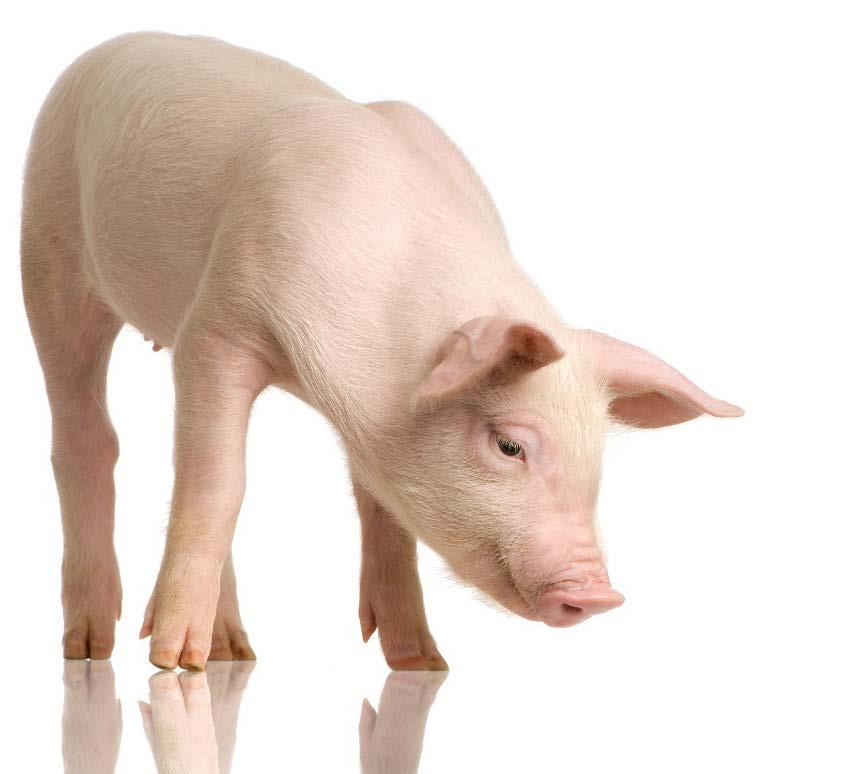 Soy Bioactives Fed to Disease-Challenged Pigs Ryan N.