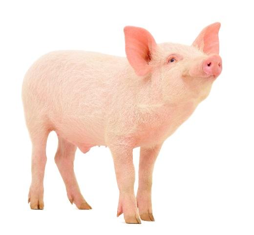 Summary of Previous Research Overall ADG of pigs fed HSBM tended to be greater during the 2-week post-inoculation period Pigs fed HSBM exhibited decreased haptoglobin at 3 DPI,