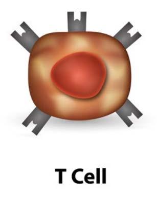 immunity Exhibit both effector and regulatory roles Type TC (total)