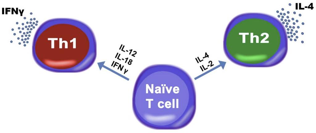 Conclusions Differential response of serum PRRSV load to ISF and soy source may be partly explained by an increase in helper T cells, thereby suggesting