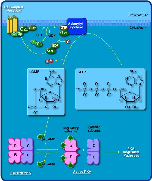 1- G s : -Stimulate adenylyl cyclase which uses ATP to produce camp (cyclicamp).
