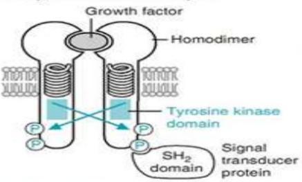 Structure of Receptors with intrinsic tyrosine kinase activity Most of catalytic receptors are single chain transmembrane proteins that associate with other single chain transmembrane proteins upon