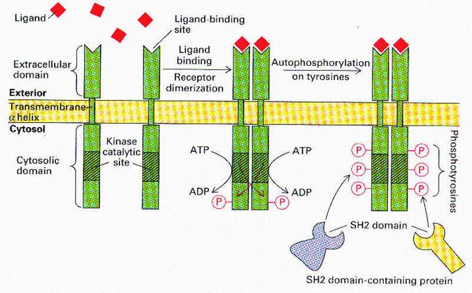 2- Signaling mechanism Upon ligand binding, individual transmembrane protein come closer forming dimer: dimerization. - The dimerization leads to the activation of cytoplasmic kinase domain.