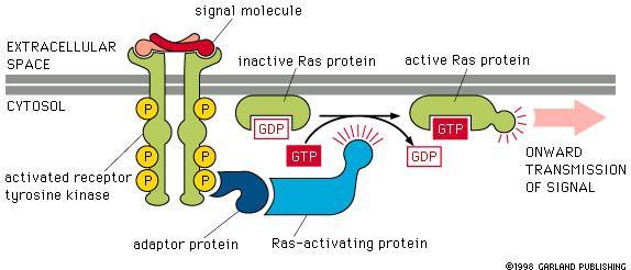 Ras super-family Ras super-family members are called small G proteins because they are monomers Ras proteins receive signals from their catalytic (enzymatic) receptors activated by ligands.