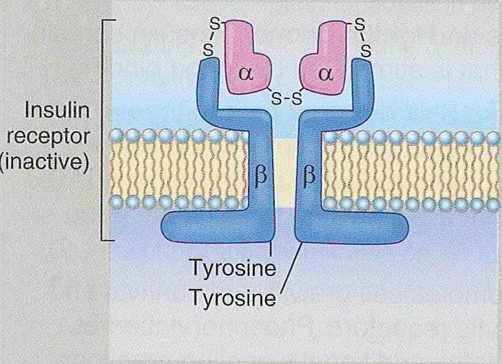Insulin signaling Insulin signals via catalytic receptors with intrinsic Tyr kinases activity.
