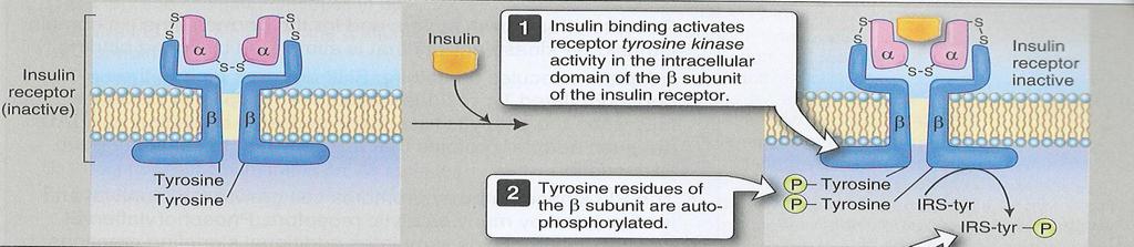 Binding of insulin to its receptor results in activationof Tyr Kinase activity inducing autophosphorylation of Tyr residues in