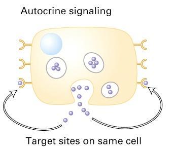 Paracrine signaling: The molecule affects only target cells in the