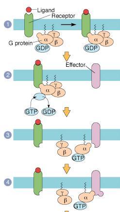 Signaling mechanism Free GCPR does not interact with G-protein close to its intracellular part.