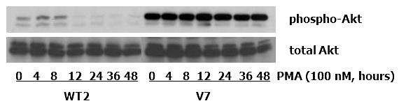 Time course of PMA on constitutive Akt phosphorylation in WT2 and V7 cells.