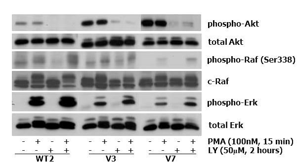 A. B. C. Figure 3-4. The effects of LY294002 on Raf and Erk activation in clonal EL4 cell lines. A.