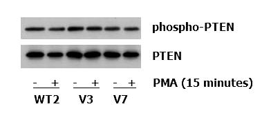 Figure 3-6. Basal PTE and phospho-pte expression in clonal EL4 cell lines.