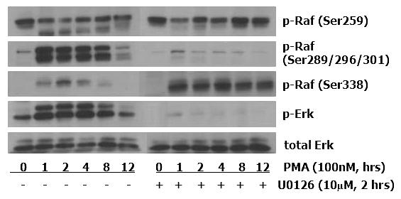 Whole-cell extracts, equalized for protein, were immunoblotted for phospho-erk and total Erk. B. Time-course of the effects of U0126 on PMA-induced Raf and Erk phosphorylation in WT2 cells.