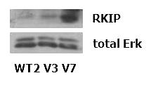 A. B. Figure 4-1. Basal and PMA-induced RKIP protein levels in clonal EL4 cell lines. A.