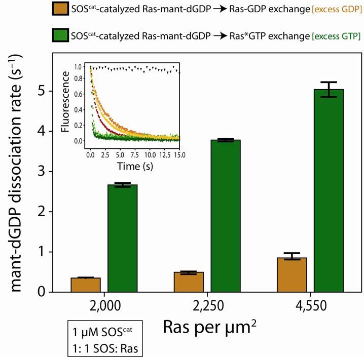 Gureaso et al., Supplementary Information Supplementary Figure The enhanced affinity of Ras-GTP for the allosteric site of SOS underlies the positive feedbac activation of Ras by SOS.