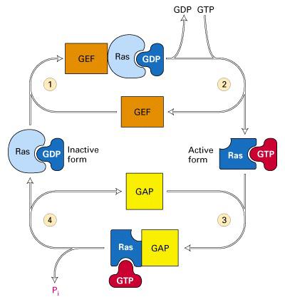 Complex Signal Transduction Cascades The Ras System Ras family of proteins are important intermediates in signal transduction pathways initiating from activated receptor tyrosine kinases (RTKs).