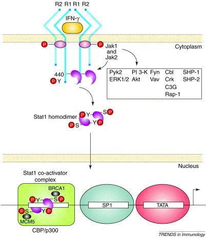 e.g. Signal Transduction Pathways activated by Interferon (IFN-γ) IFN-γ is secreted by antigen-activated T- helper lymphocytes.