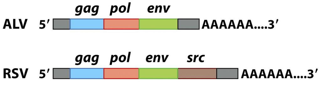 Genome structure of ALV (avian leukosis virus) and RSV (Rous