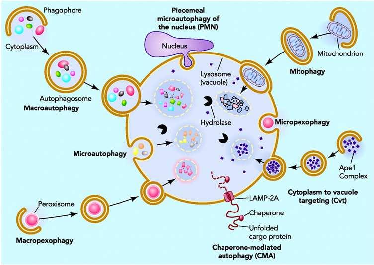80 Apoptosis and Medicine cases, autophagy can selectively eliminate some organelles, such as damaged peroxisomes, mitochondria or ER.