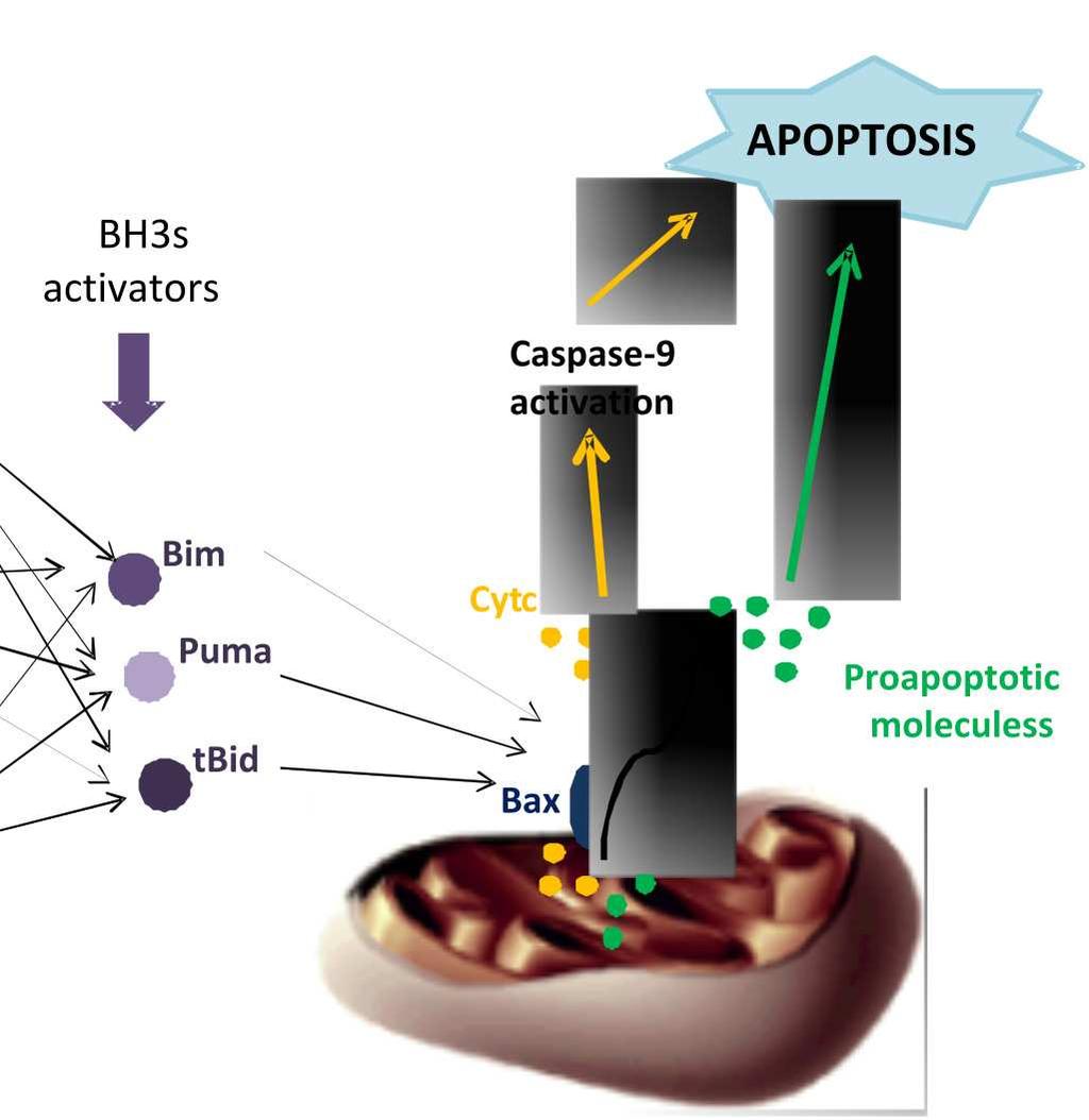 74 Apoptosis and Medicine Among the proapoptotic members, some contain 2-3 BH domains (Bax, Bak, Bok, etc.) and the BH3-only proteins (Bid, Bad, Bim, Bik, Bmf, Hrk, Bnip3, Noxa, Puma, Spike, etc.