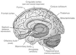 com NEW RESEARCH ON THE ADOLESCENT BRAIN Discoveries from Neuroimaging
