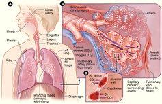 Normal Respiratory Cycle Simplified: Inhaled oxygen travels down through the trachea which splits at the carina into