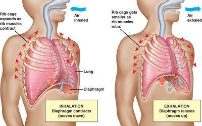 divide into bronchioles and the oxygen goes into the alveolar sacs where gas exchange happens.