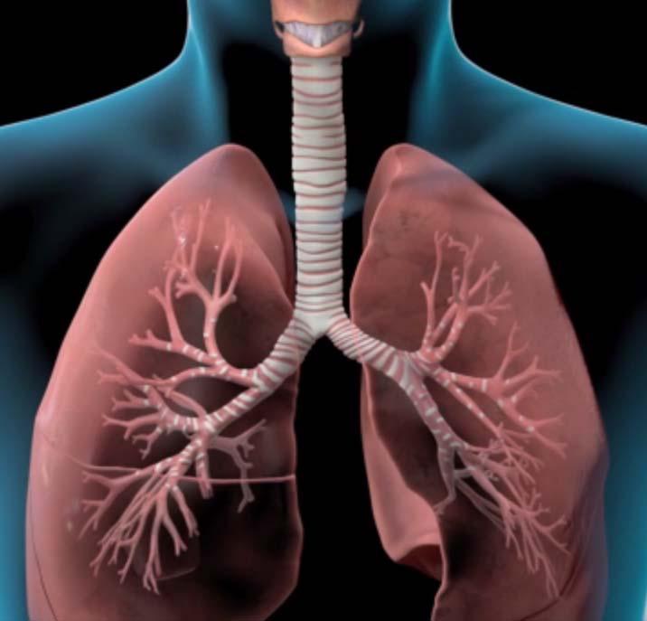 COPD Arises From Damage and