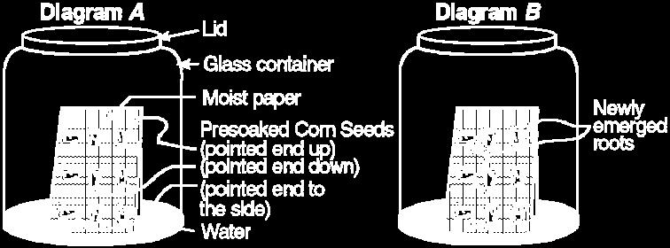 The container was placed in the dark for one week. The results are shown in diagram B.
