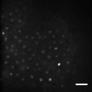 Video 3. Time-lapse imaging of control stage 12 embryos. Single-cell embryos were microinjected with GFP-NLS mrna and ImageJ. Bar, 100 µm. Video 4.