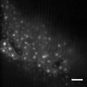 Embryos were placed in a glass bottom Petri dish in 1/3 MMR supplemented lapses were compressed into 15 frames per second with ImageJ. Bar, 100 µm. Video 8.