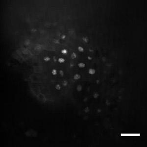 Video 9. Time-lapse imaging of PMA-treated stage 12 embryos. Single-cell embryos were microinjected with GFP-NLS mrna and allowed to develop to stage 12.