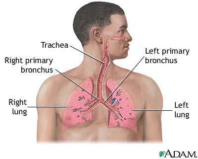 Basic Respiratory