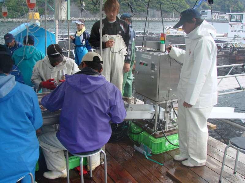 Fish vaccination process (Red sea