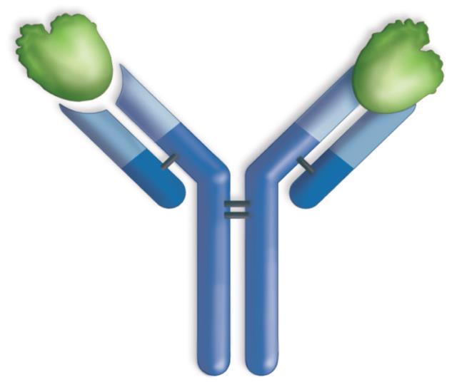 7.3 Adaptive Immune Defenses Structure of antibodies antigen antigen-binding